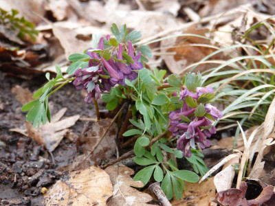 2016-03-19 Corydalis.jpg
