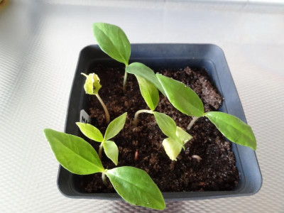 Magnolia cylindrica Germination March 2016.JPG