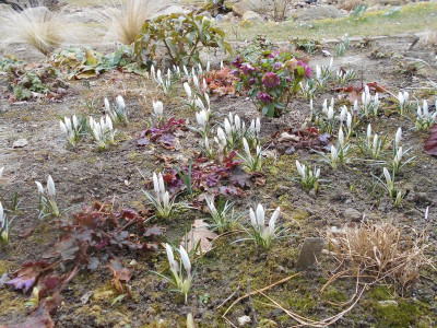 Wintergartenbeet.JPG