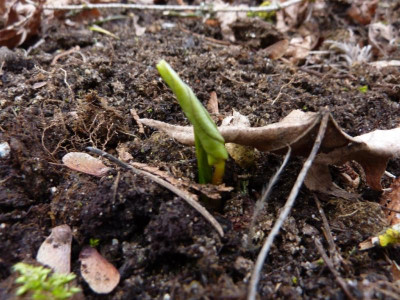 Trillium undulatum 20.3.2016.jpg