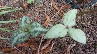 Trillium underwoodii m. Silberblatt 20.3.2016.jpg