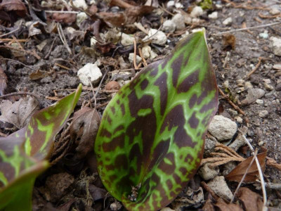 Erythronium revolutum Blatt 20.3.2016.jpg