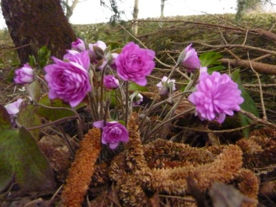 Hepatica n. rubra plena 20.3.2016.jpg
