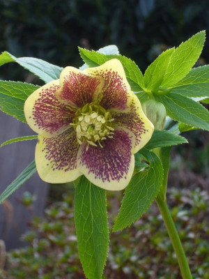 Helleborus-Frühlingsleuchten.09-1.jpg