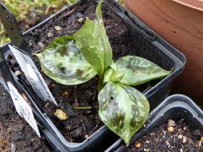 2016-03-19 Trillium discolor.jpg