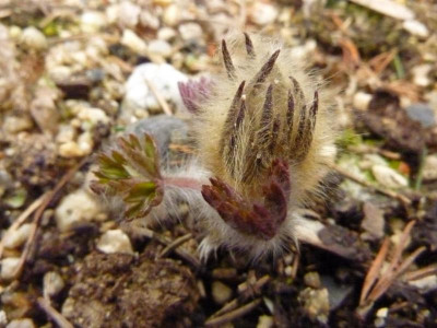 Pulsatilla suguwareii 20.3.2016.jpg