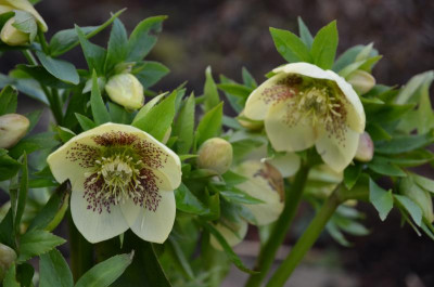 Helleborus-Sämling-FL.16-1.jpg