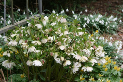 Helleborus0816.JPG
