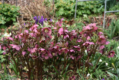 Helleborus0916.JPG