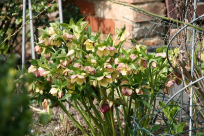 Helleborus1016.JPG