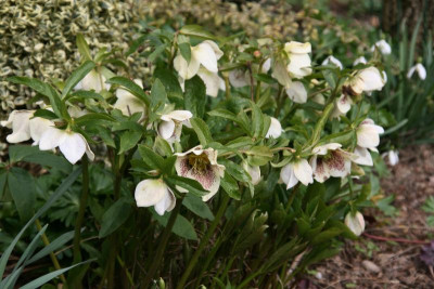 Helleborus1116.JPG
