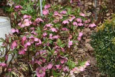 Helleborus1316.JPG