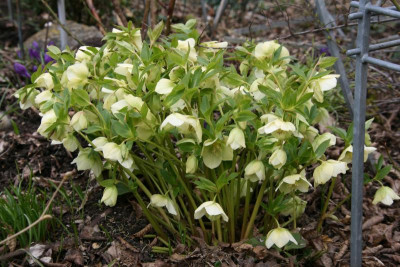 Helleborus1716.JPG