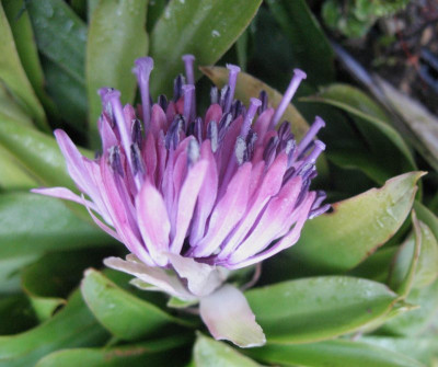 Heloniopsis japonica  ...  20.3.16 010.jpg