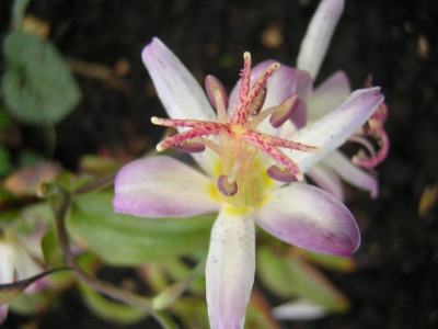 Tricyrtis_Tojen.jpg