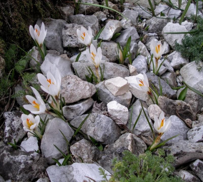 Crocus malyi 19.06.16.JPG