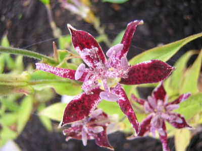Tricyrtis_Silke.jpg