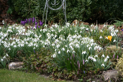 Schneegllöckchen0216.JPG