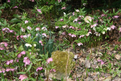 Helleborus1416.JPG