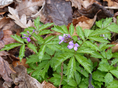 2016-03-20 Cardamine macrophylla.jpg