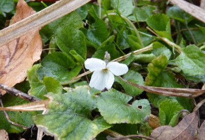 2016-03-20 Viola.jpg