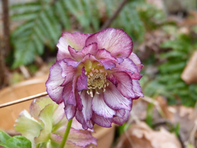 2016-03-20 Helleborus.jpg