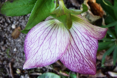 h.rückseite veined.jpg