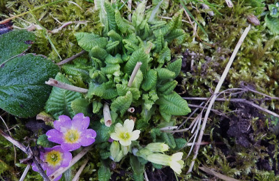 primula.jpg