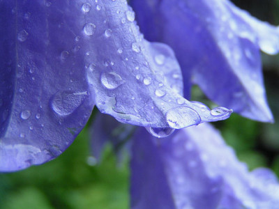 glockenblume_tropfen.jpg