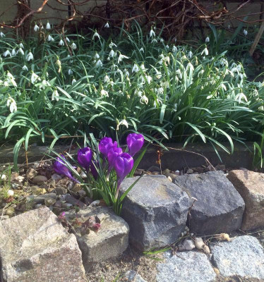 12032016 garten 3.jpg