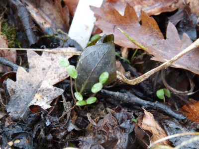 2016-03-21 Trillium cuneatum.jpg
