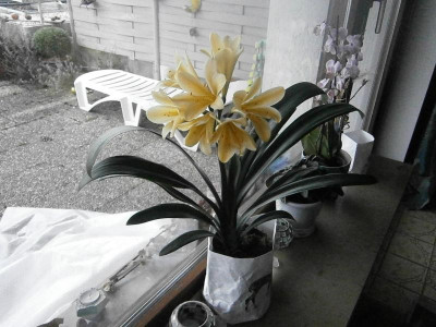 clivia miniata gelb-creme 015.JPG