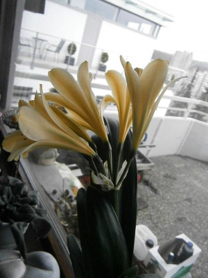 clivia miniata gelb-creme 004.JPG