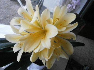 clivia miniata gelb-creme 011.JPG