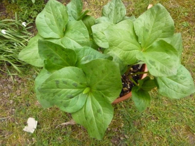 Trillium albitum 22.3.2016.jpg