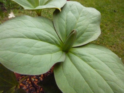 Trillium luteum Silver Leaf 22.3.2016.jpg