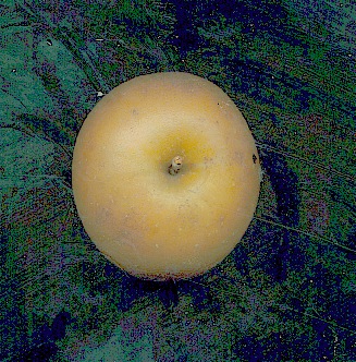 egremont_russet.jpg