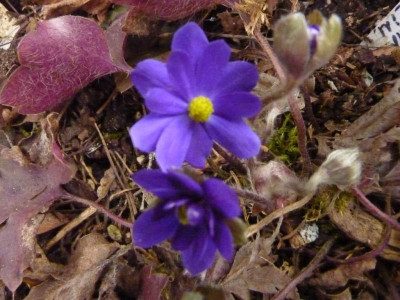 Hepatica Nobilis Millstream Merlin 22.3.2016.jpg
