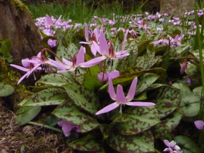 Erythronium Pink Beauty 22.3.2016.jpg