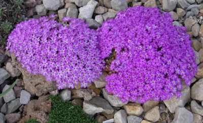 Dionysia bryoides 22.03.16.JPG