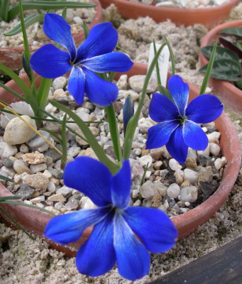 Tecophilaea cyanocrocus 17.03.16.JPG