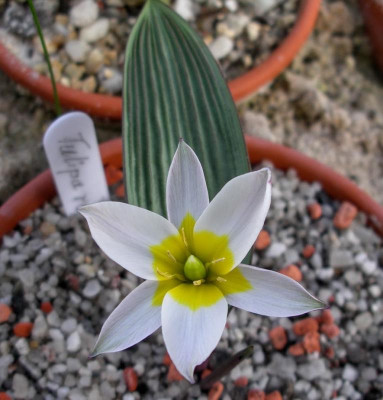 Tulipa regelii 22.03.16.JPG