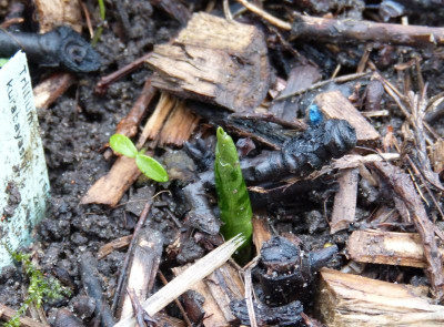 2016-03-22 Trillium kurabayashii.jpg