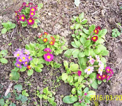 100_6164 Primel bunte Mischung.jpg