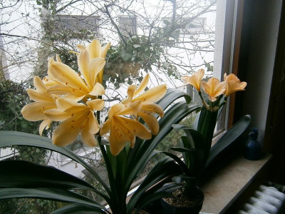 clivia peach 011.JPG