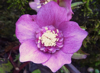 h.rosa anemone.jpg