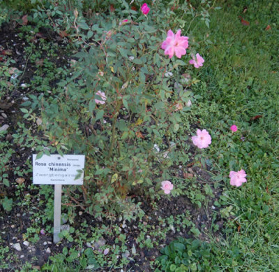 Rosa_chinensis_Minima_0160_68.jpg