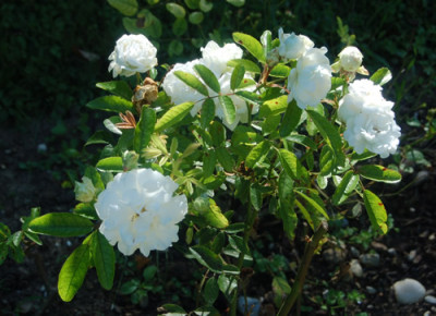 Paquerette_0157_88.jpg