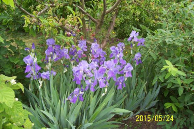 100_5693 I. pallida unterm Pfirsich.jpg