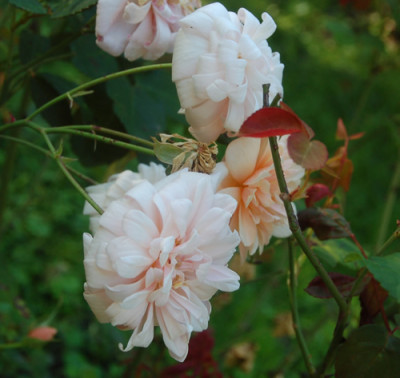 Perle_dOr_0135_92.jpg